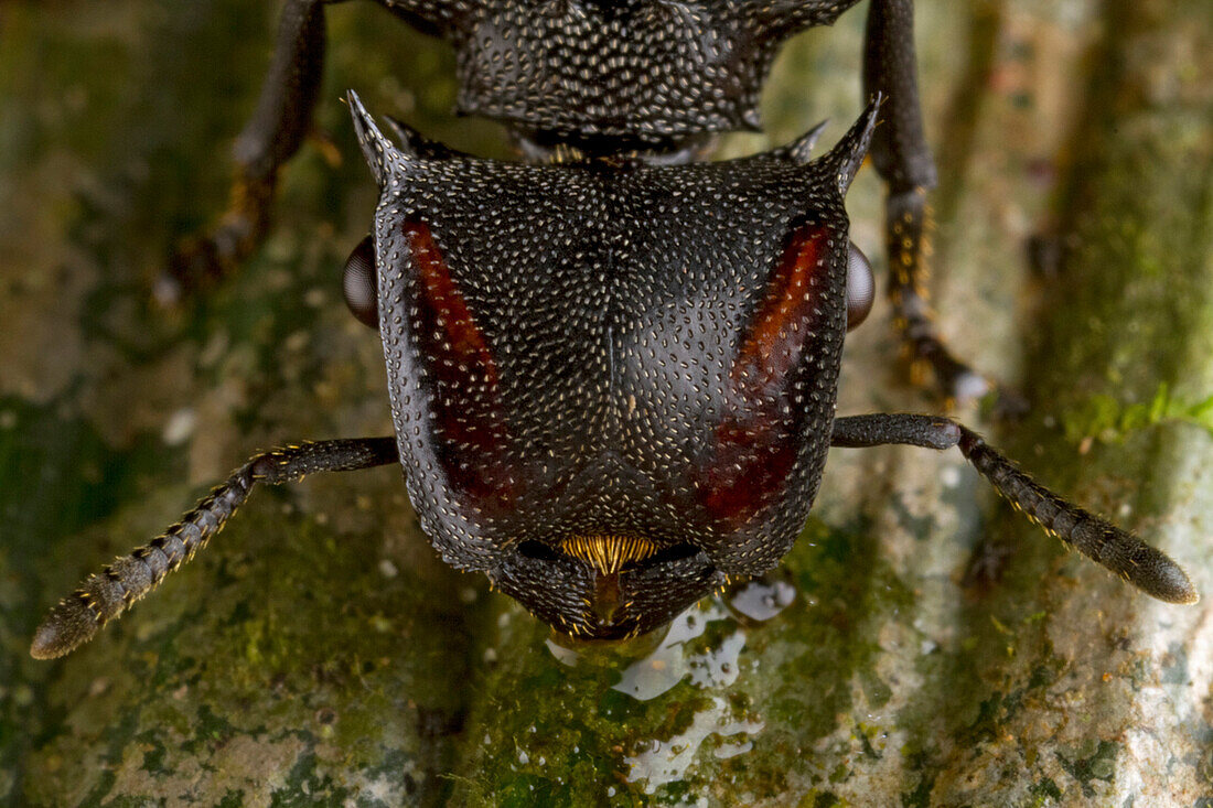 Ant (Cephalotes atratus) worker, Sipaliwini, Surinam