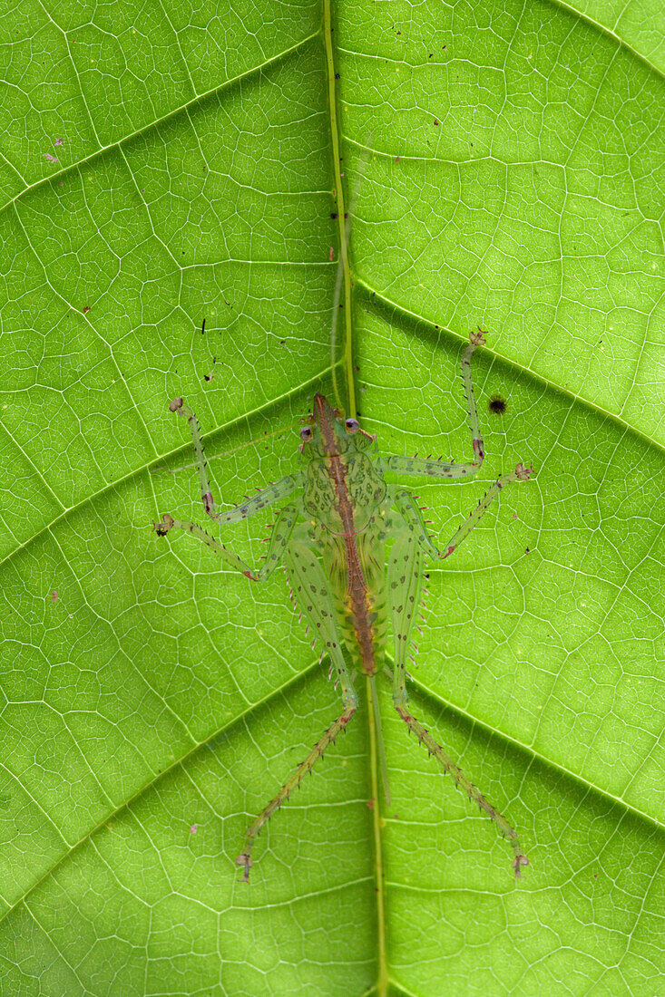 Katydid (Acantheremus elegans), Sipaliwini, Surinam