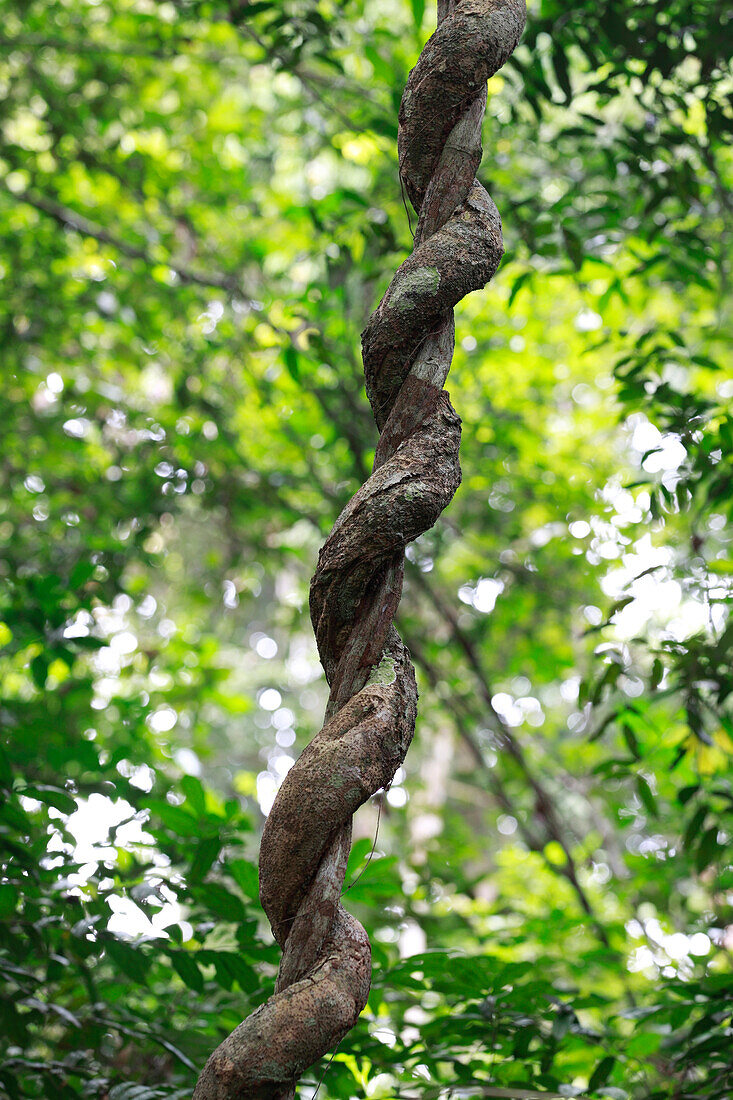 Vine wrapping around host in rainforest, Bateke Plateau National Park, Gabon