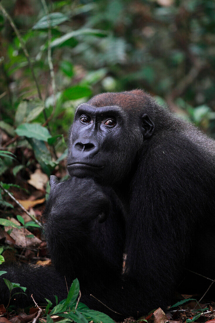 Western Lowland Gorilla (Gorilla gorilla gorilla) female, part of reintroduction project by Aspinall Foundation, Bateke Plateau National Park, Gabon