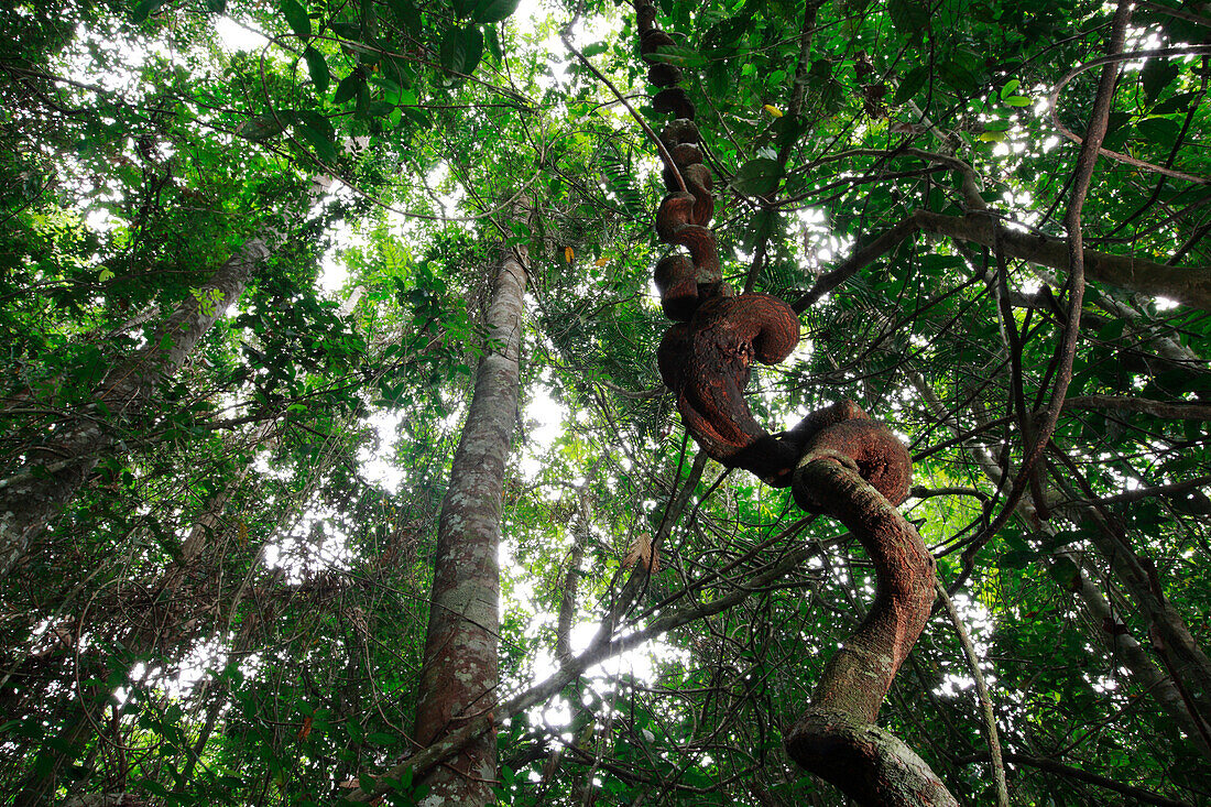 Vine in rainforest, Bateke Plateau National Park, Gabon