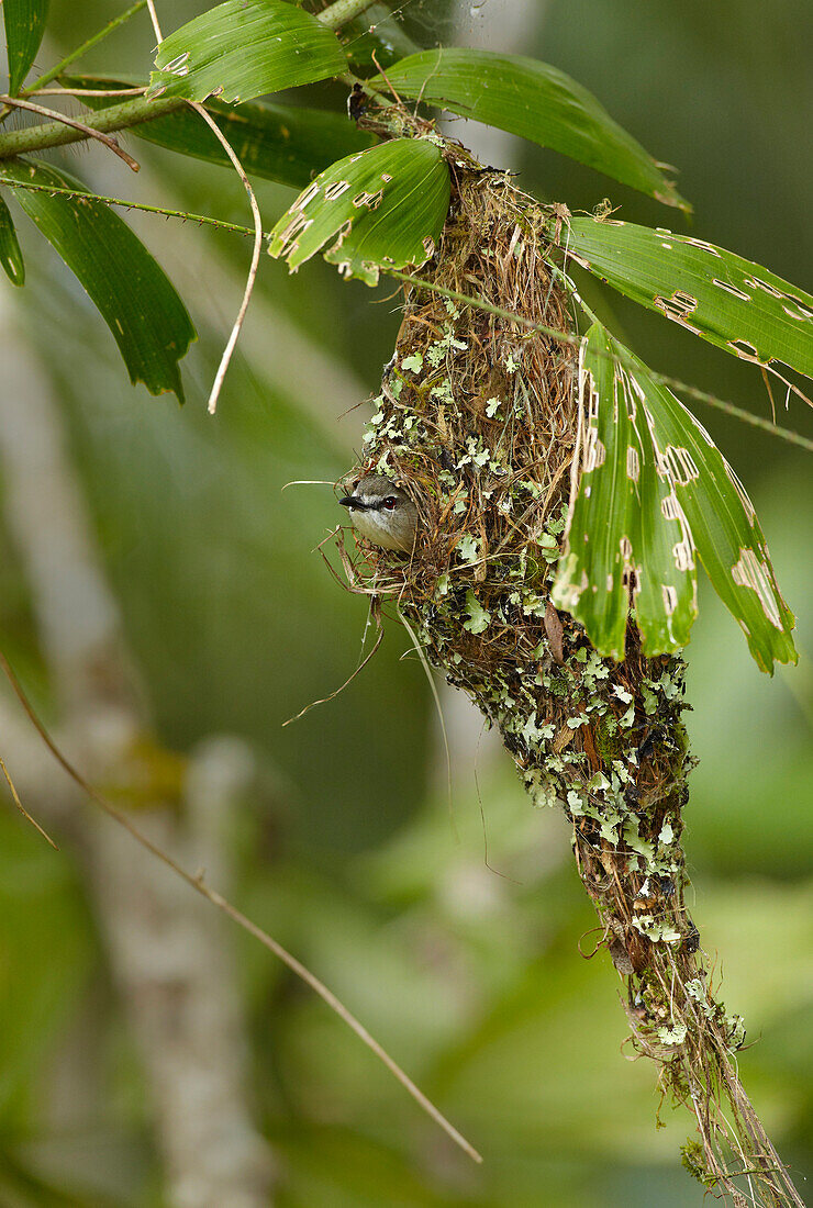 Brown Gerygone (Gerygone mouki) female peeking from woven nest, Malanda, Queensland, Australia
