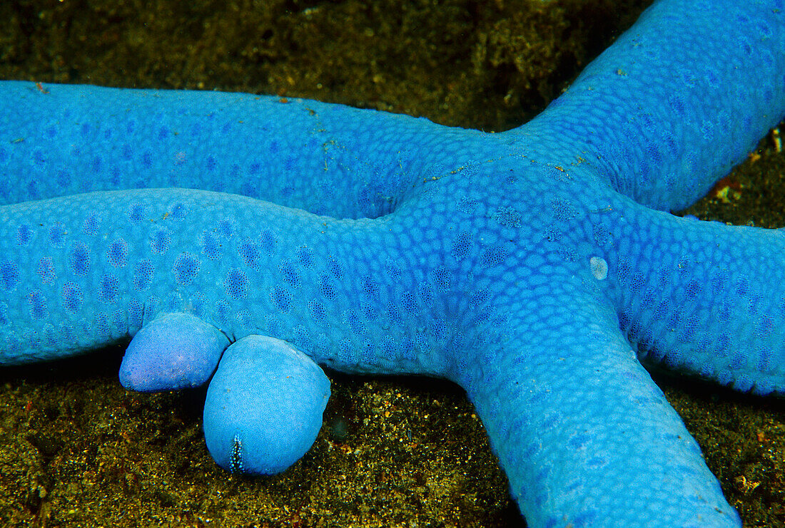 Blue Sea Star (Linckia laevigata) with two new arms budding from one leg, Indonesia