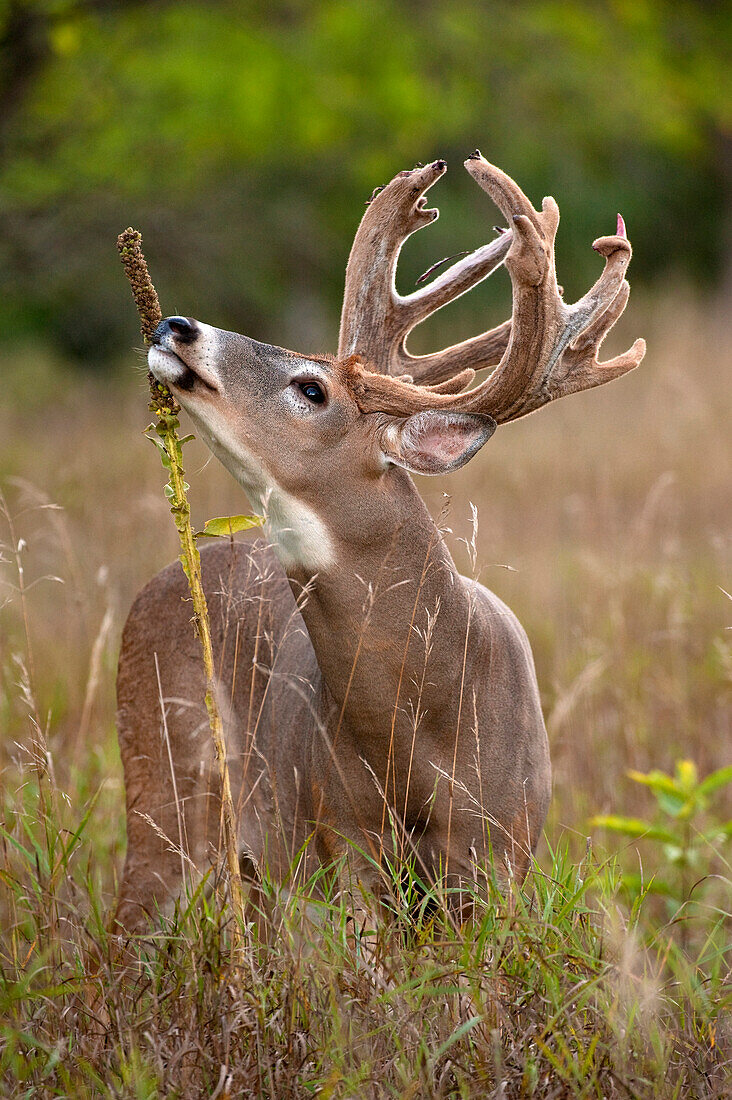 White-tailed Deer (Odocoileus virginianus) buck licking plant to mark territory, North America