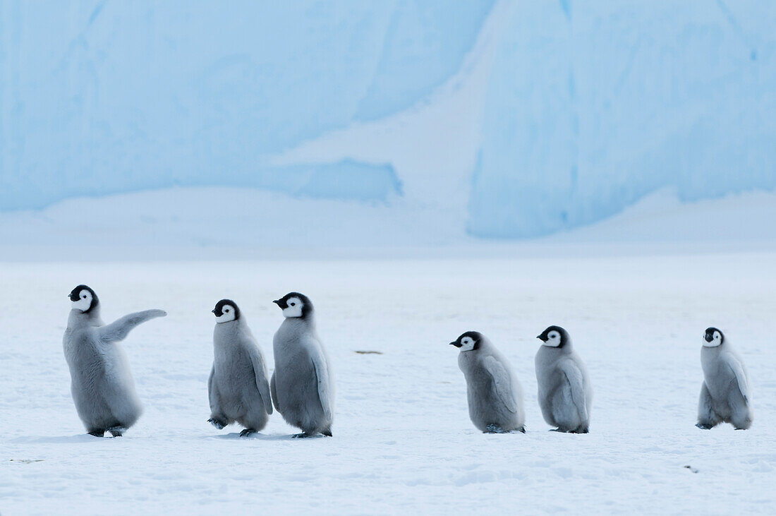 Emperor Penguin (Aptenodytes forsteri) chicks, Prydz Bay, eastern Antarctica