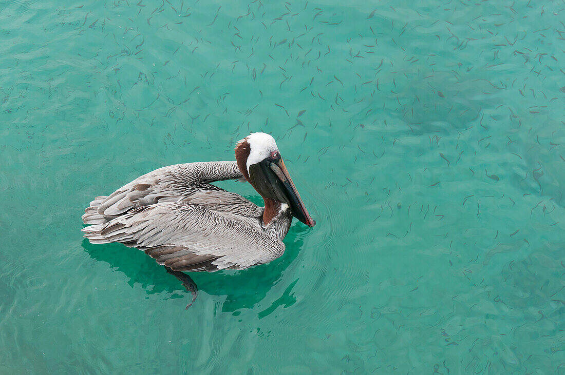 Brown Pelican (Pelecanus occidentalis) fishing, Galapagos Islands, Ecuador