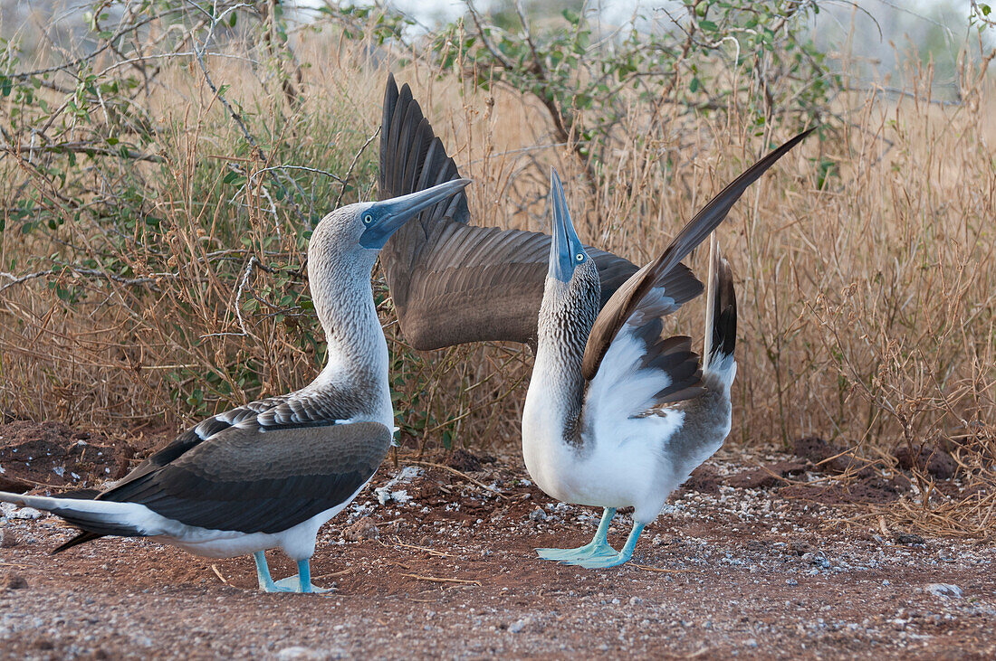 Blue-footed Booby (Sula nebouxii) sky pointing during courtship dance, Galapagos Islands, Ecuador. Sequence 1 of 3
