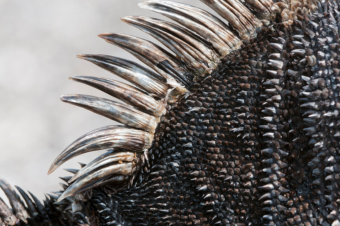 Marine Iguana (Amblyrhynchus cristatus) dorsal spines, Galapagos Islands, Ecuador