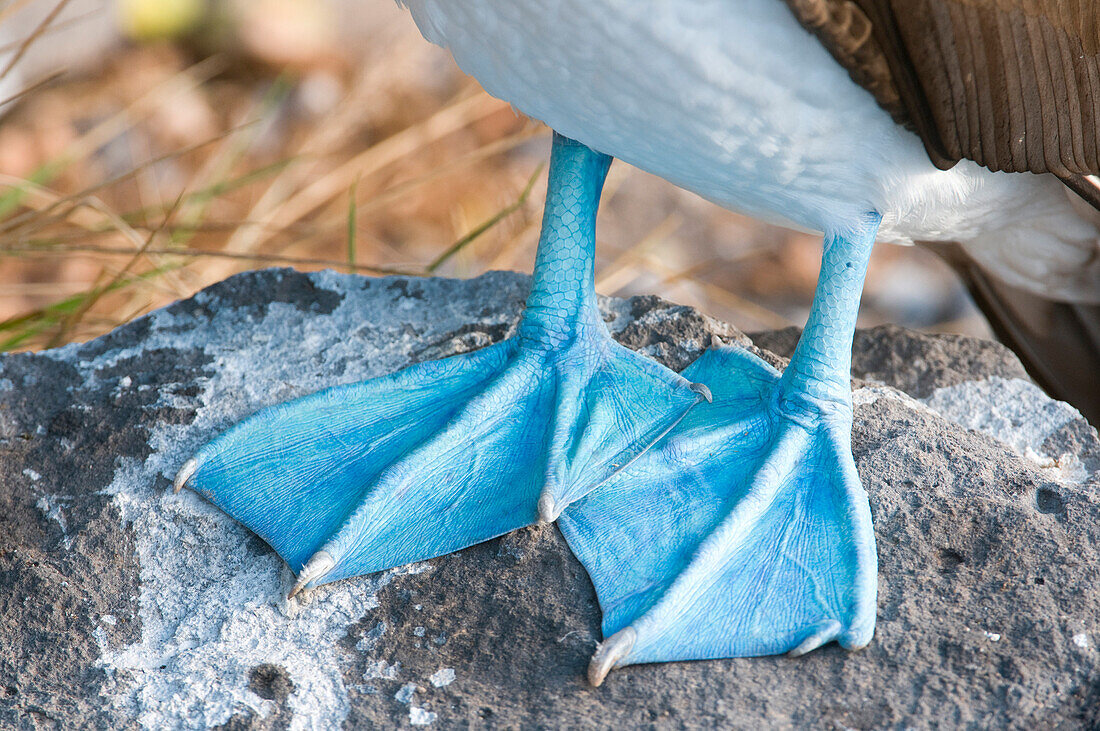 Blue-footed Booby (Sula nebouxii) feet, Galapagos Islands, Ecuador