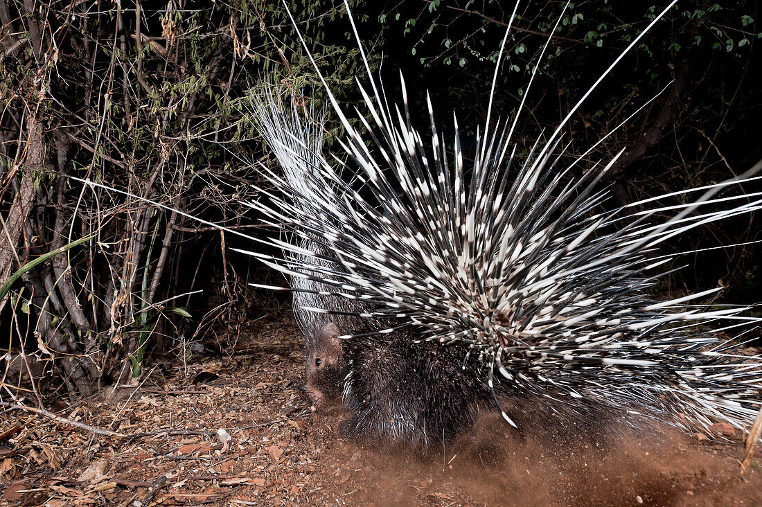 Crested Porcupine (Hystrix cristata) digging, Laikipia, Kenya