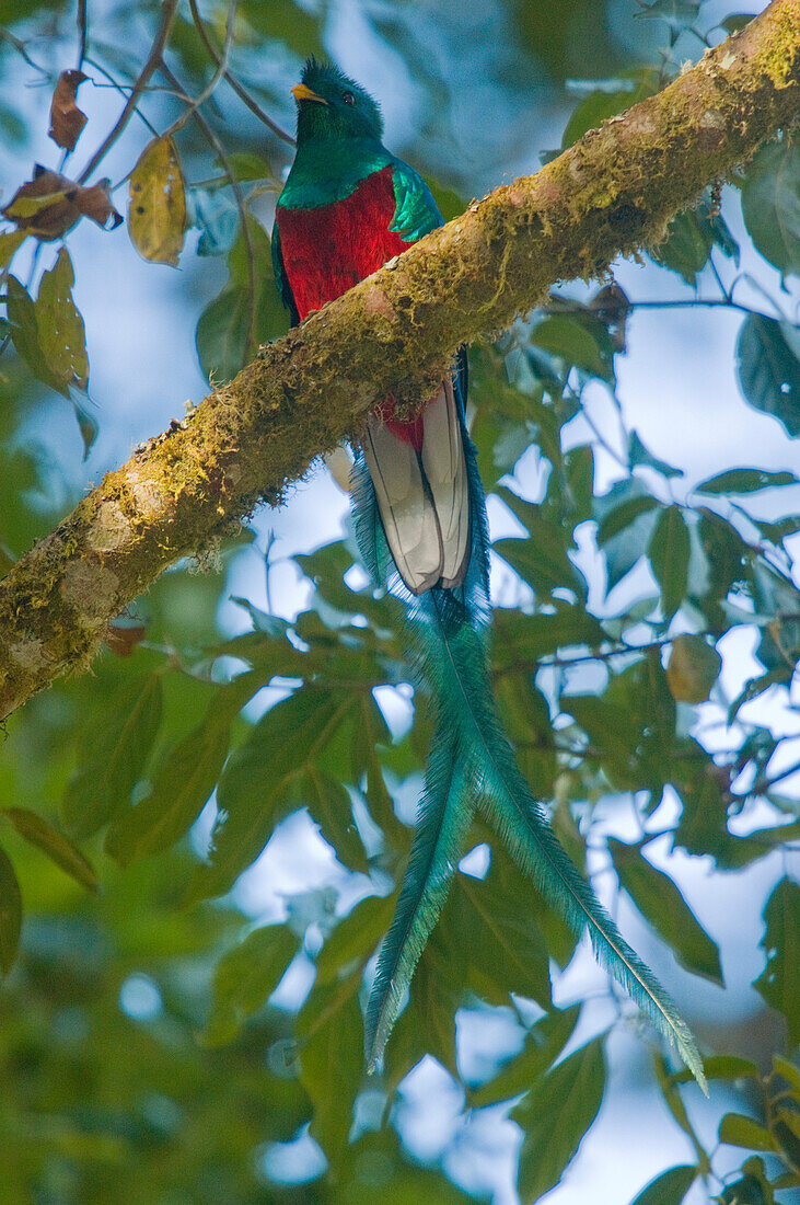 Resplendent Quetzal (Pharomachrus mocinno) male, Costa Rica