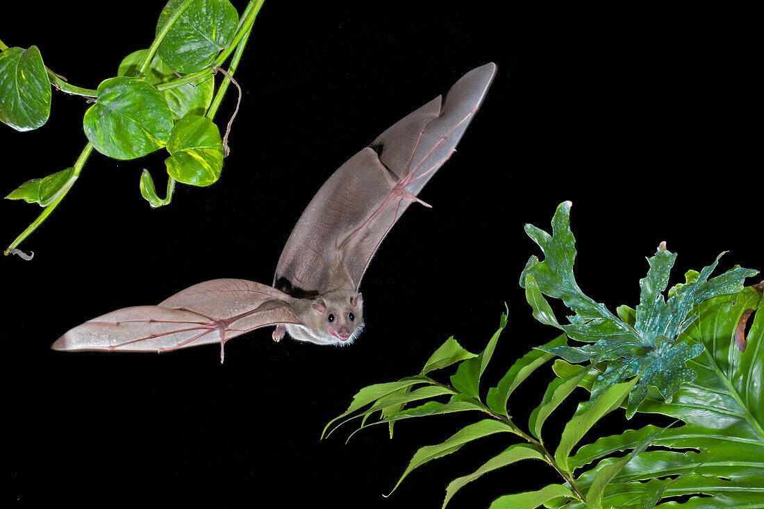 Egyptian Fruit Bat (Rousettus … – Bild kaufen – 71007130 lookphotos