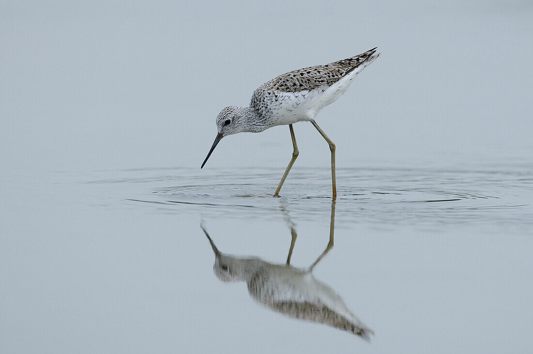 Marsh Sandpiper (Tringa stagnatilis) foraging in shallow water, Sarawak, Borneo, Malaysia