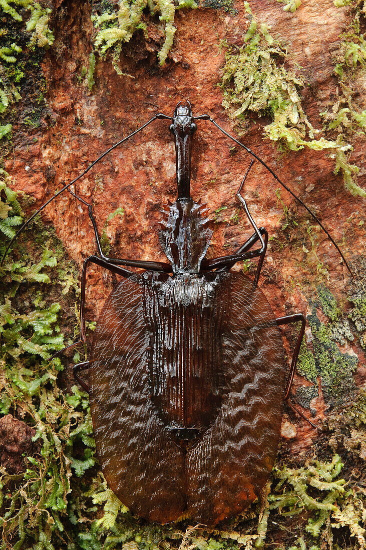 Violin Beetle (Mormolyce castelnaudi), Sabah, Borneo, Malaysia