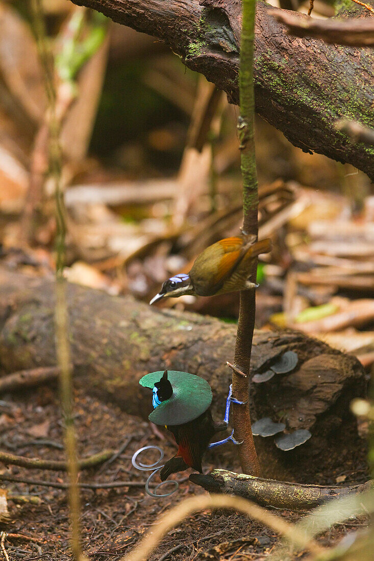 Wilson's Bird-of-paradise (Cicinnurus respublica) male displaying to female, Papua New Guinea
