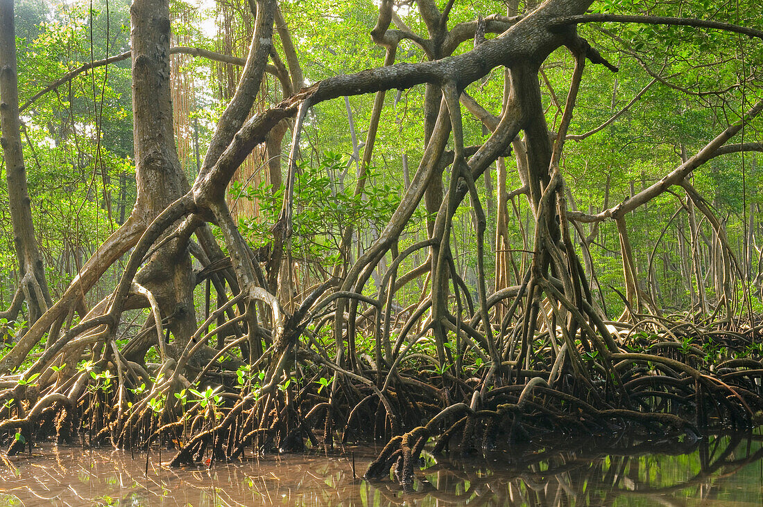 Red Mangrove (Rhizophora mangle) stilt roots, Los Haitises National Park, Dominican Republic