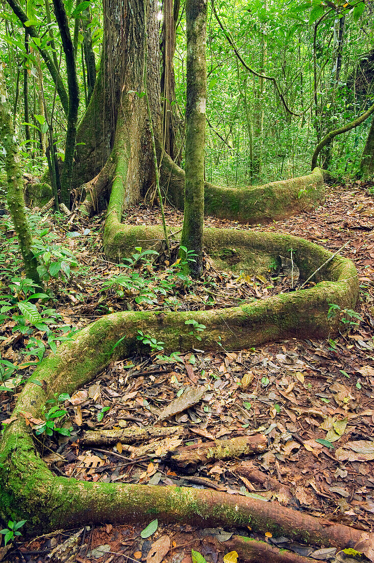 Yellow Mombin (Spondias mombin) buttress root, Los Haitises National Park, Dominican Republic