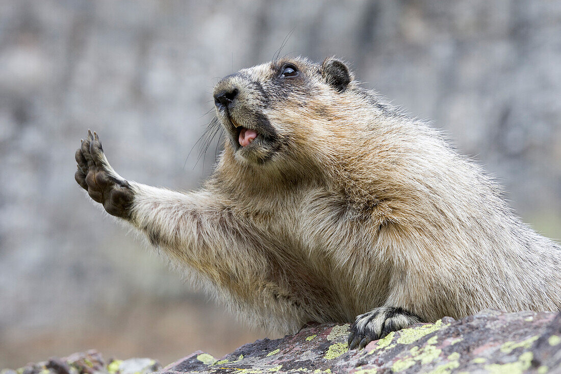 Yellow-bellied Marmot (Marmota flaviventris) stretching, Glacier National Park, Montana