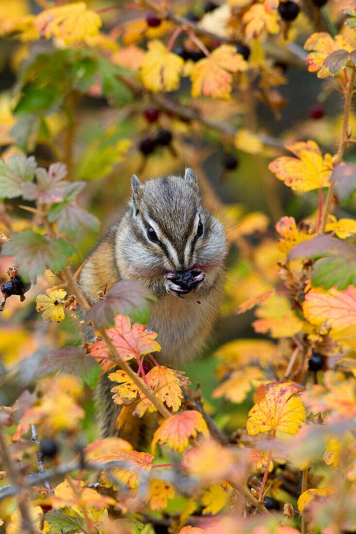 Least Chipmunk (Tamias minimus) feeding on berry, Kootenai National Forest, Montana