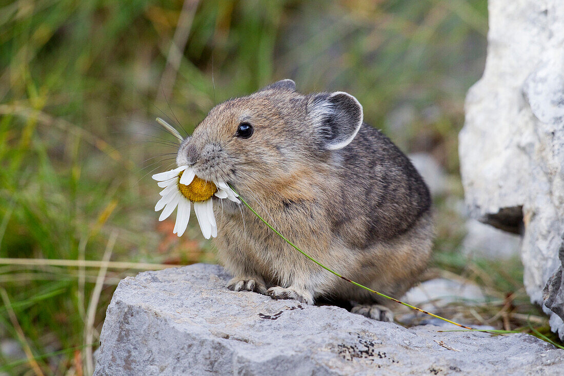 American Pika (Ochotona princeps) carrying daisy, Glacier National Park, Montana