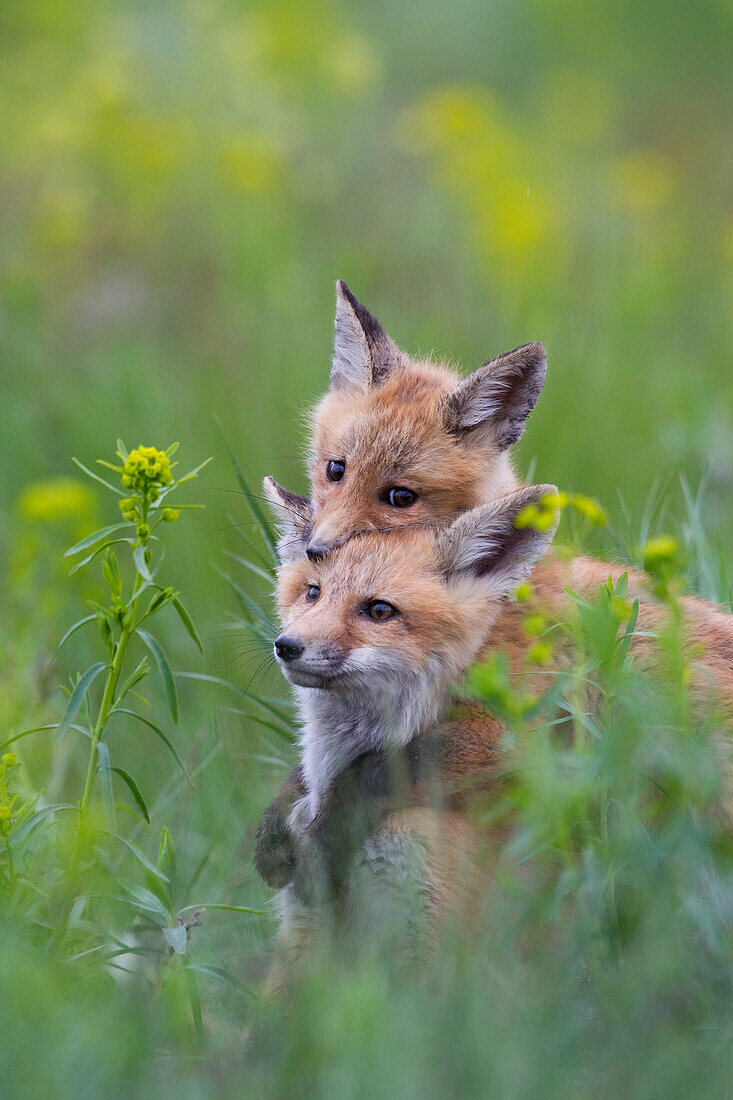 Red Fox (Vulpes vulpes) pups playing, Mission Valley, western Montana