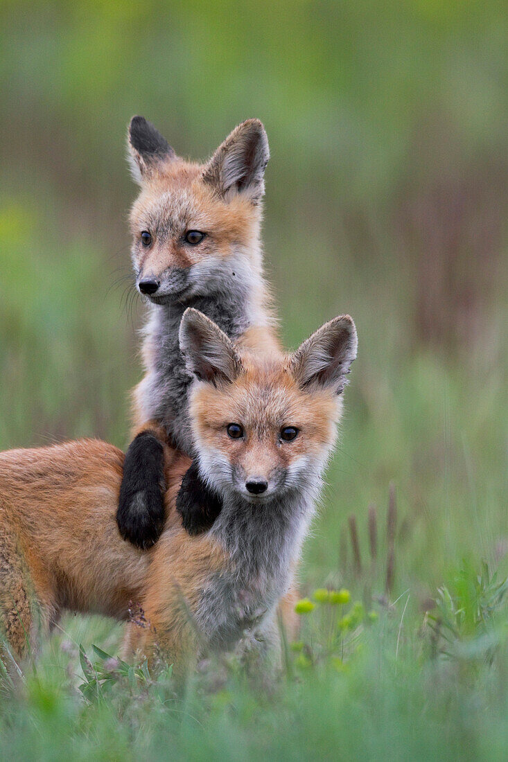 Red Fox (Vulpes vulpes) pups playing, … – Bild kaufen – 71007218 lookphotos