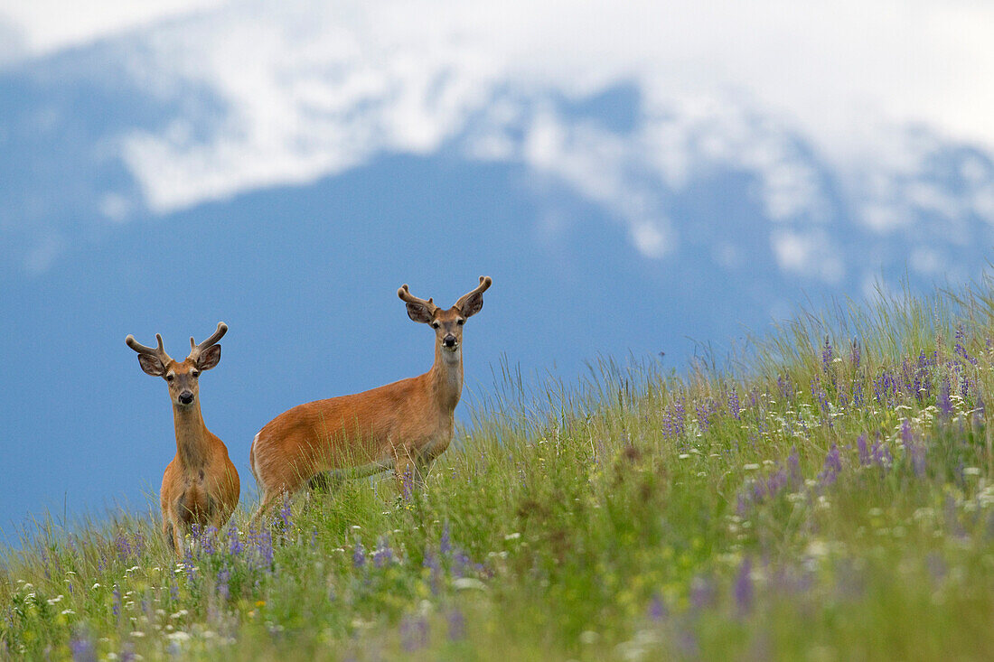 White-tailed Deer (Odocoileus virginianus) bucks, western Montana