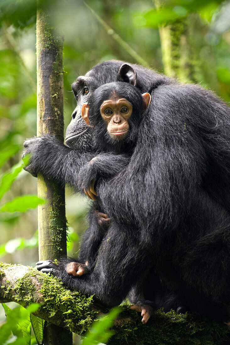 Chimpanzee (Pan troglodytes) mother with six month old infant, western Uganda