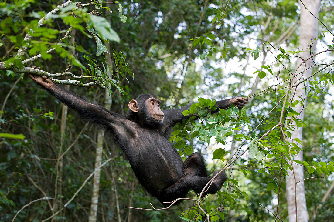 Chimpanzee (Pan troglodytes) six year old juvenile crossing from one tree to the next, western Uganda