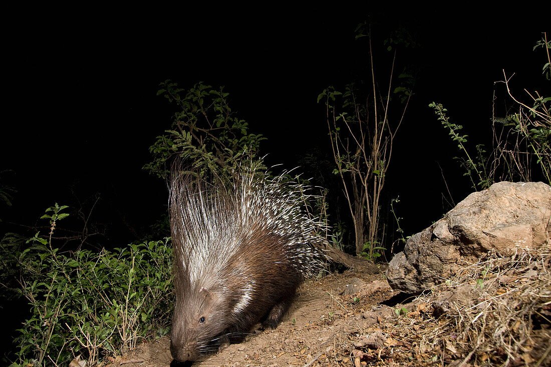 Indian Crested Porcupine (Hystrix indica) at night, Hawf Protected Area, Yemen