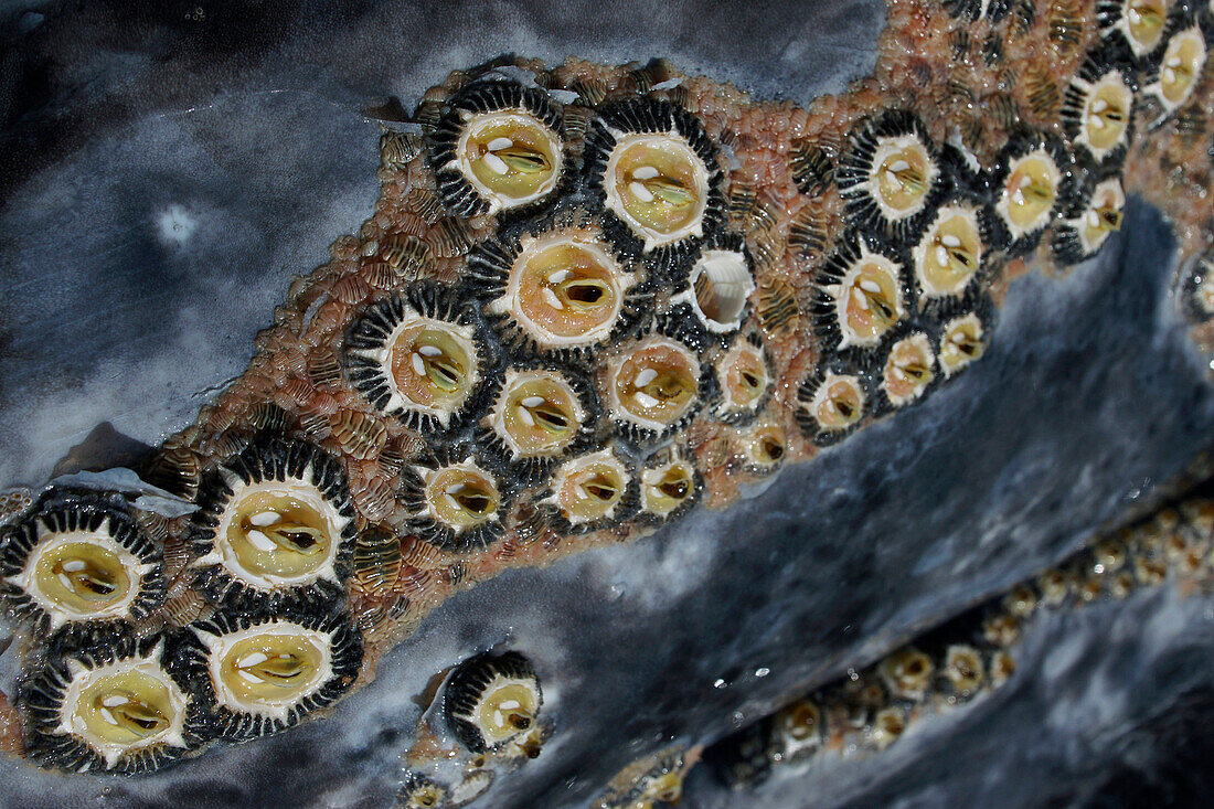 Gray Whale (Eschrichtius robustus) with barnacles and whale lice, Baja California, Mexico