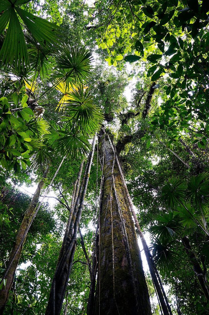 Trees in rainforest looking up towards the canopy, Costa Rica