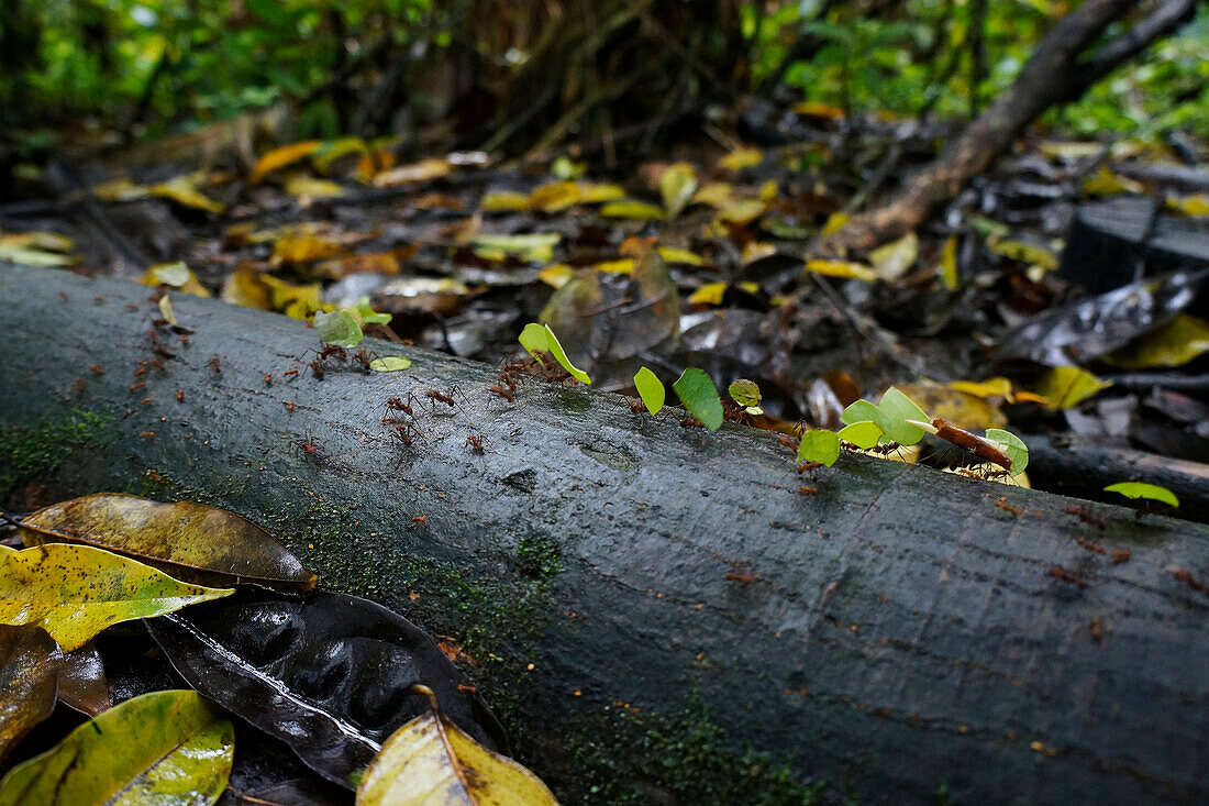 Leafcutter Ant (Atta cephalotes) group carrying leaves to nest, Costa Rica