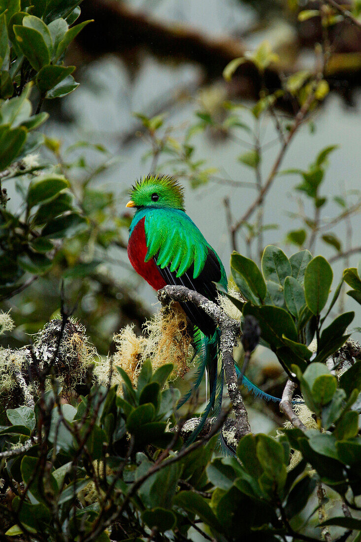 Resplendent Quetzal (Pharomachrus mocinno) male, Costa Rica