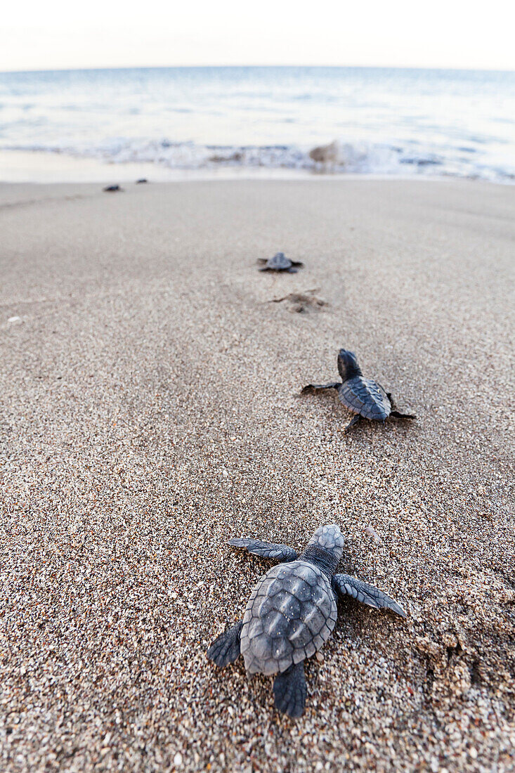 Loggerhead Sea Turtle (Caretta caretta) hatchlings heading to sea, Lykia, Turkey