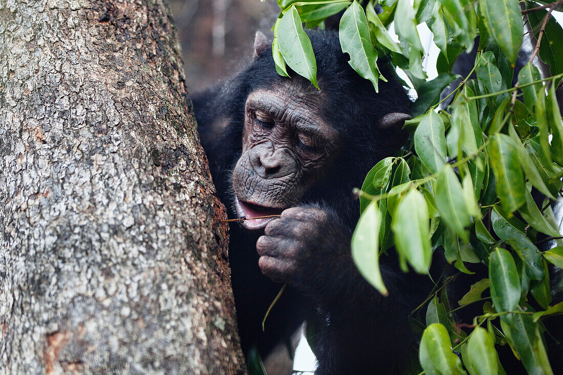 Chimpanzee (Pan troglodytes) fishing for ants with stick, Mahale Mountains National Park, Tanzania