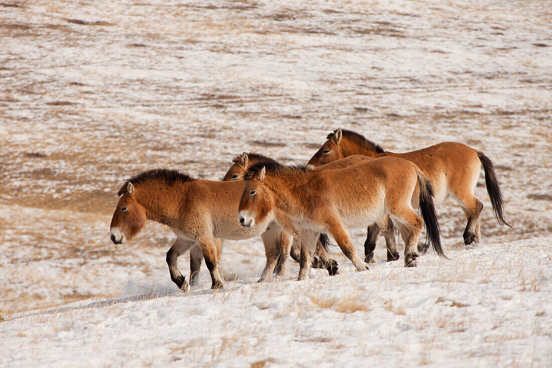 Przewalski's Horse (Equus ferus przewalskii) group in winter, Hustai National Park, Mongolia