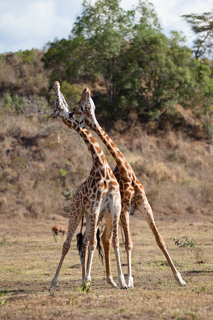 Masai Giraffe (Giraffa camelopardalis tippelskirchi) males fighting, Arusha National Park, Tanzania