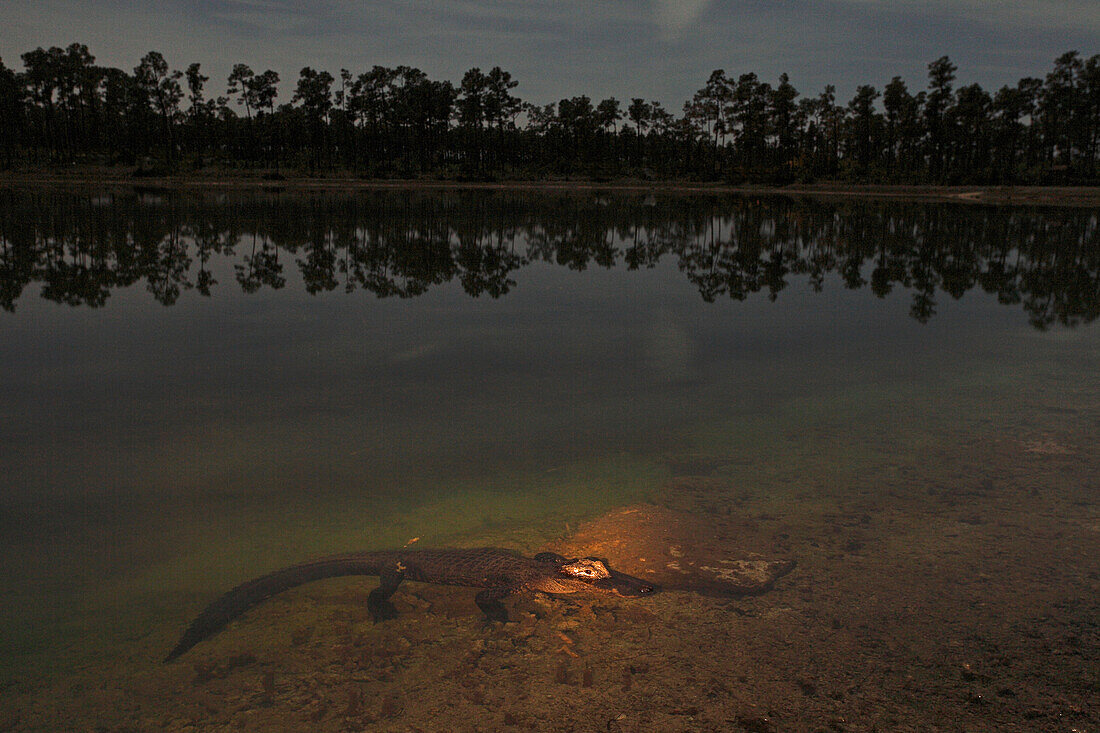 American Alligator (Alligator mississippiensis) juvenile submerged in lake, Long Pine Key Campground, Everglades National Park, Florida