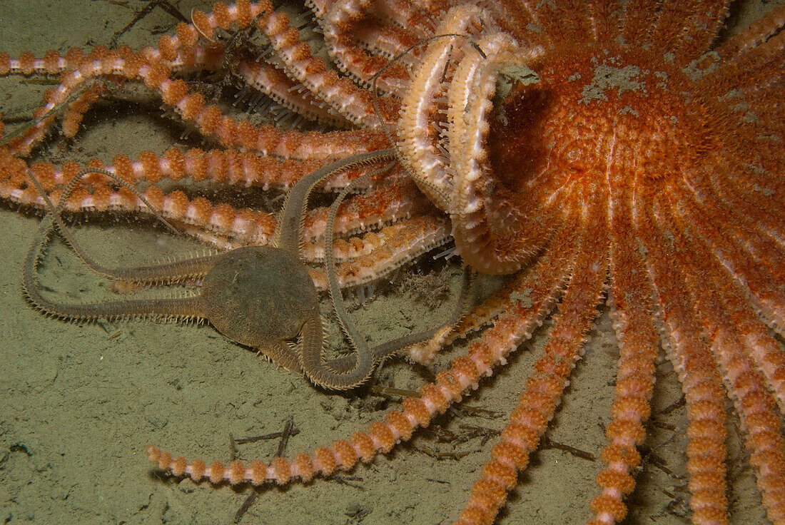 Brittle Star (Ophionotus victoriae) trying to defend itself against Antarctic Sun Starfish (Labidiaster annulatus), Palmer Station, Antarctic Peninsula, Antarctica