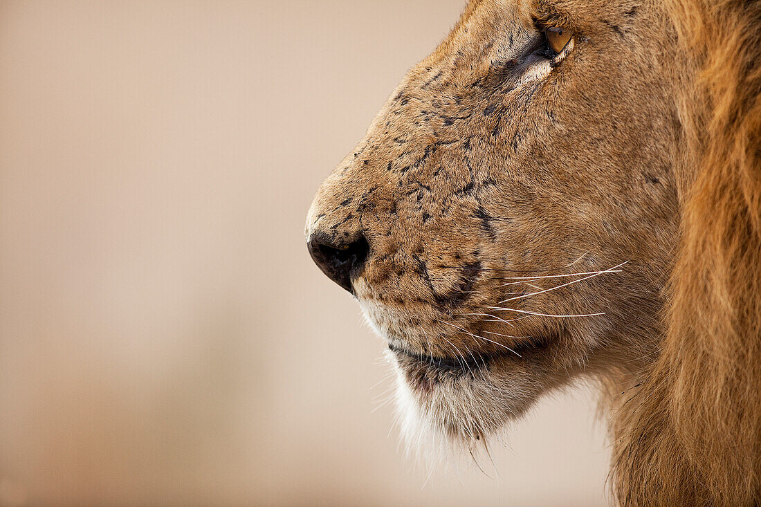 African Lion (Panthera leo) male, Kruger National Park, South Africa