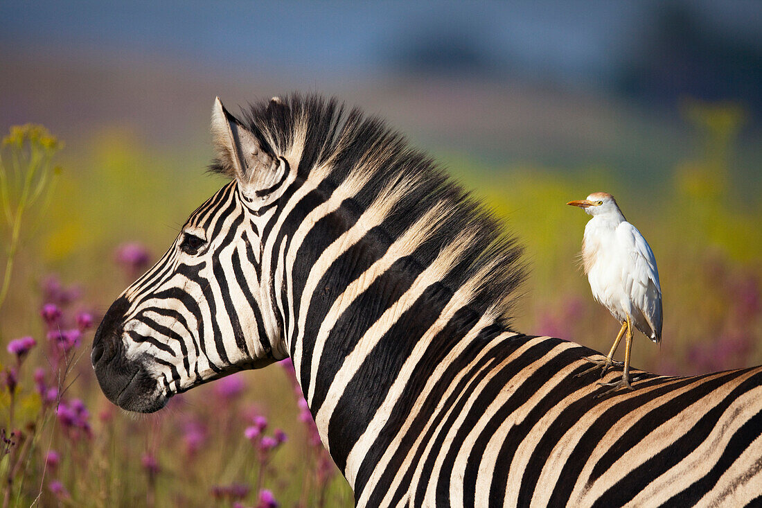 Burchell's Zebra (Equus burchellii) and Cattle Egret (Bubulcus ibis), Rietvlei Nature Reserve, Gauteng, South Africa