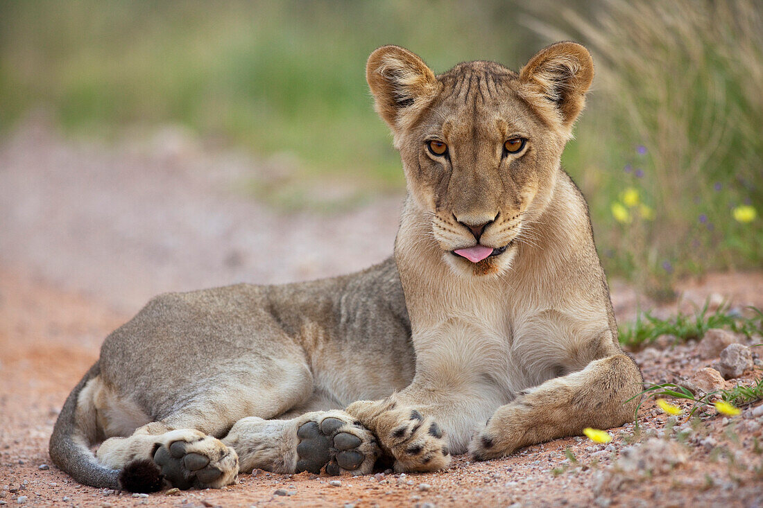 African Lion (Panthera leo) sub-adult, Kgalagadi Transfrontier Park, Botswana