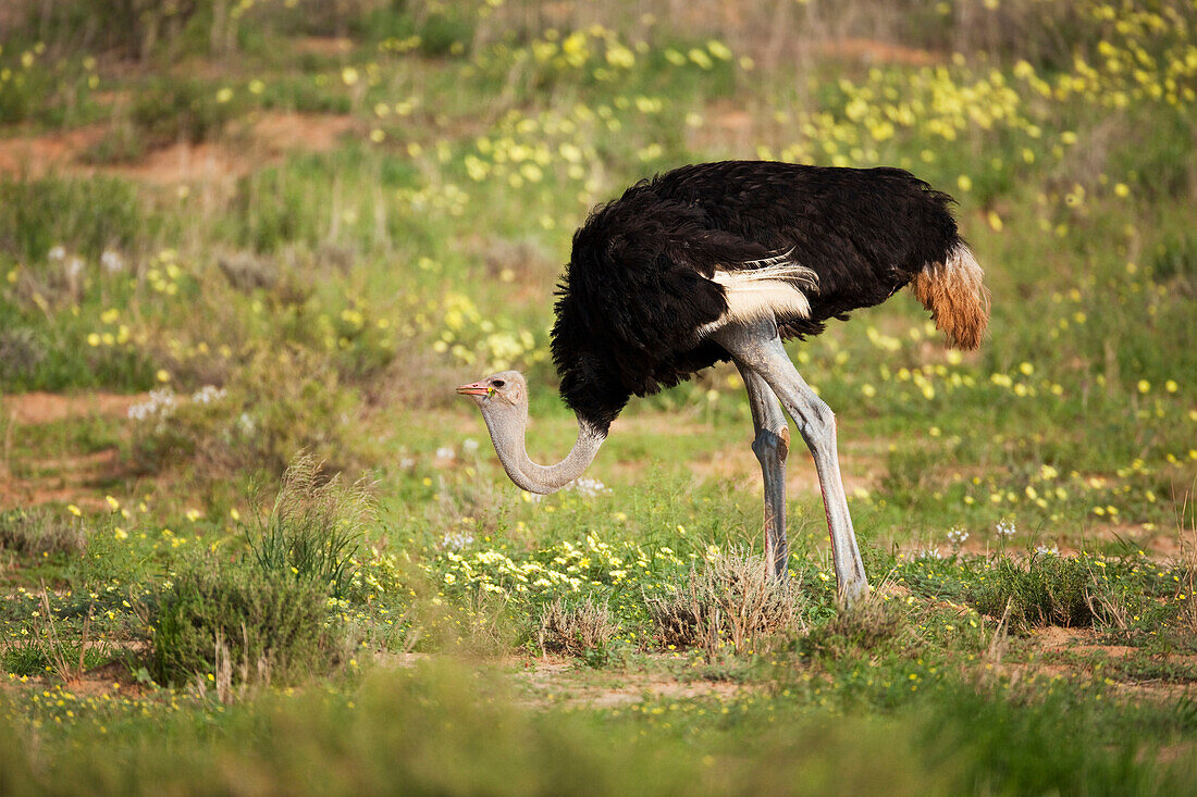 Ostrich (Struthio camelus) male in Yellow Vine (Tribulus terrestris) flowers, Kgalagadi Transfrontier Park, Botswana