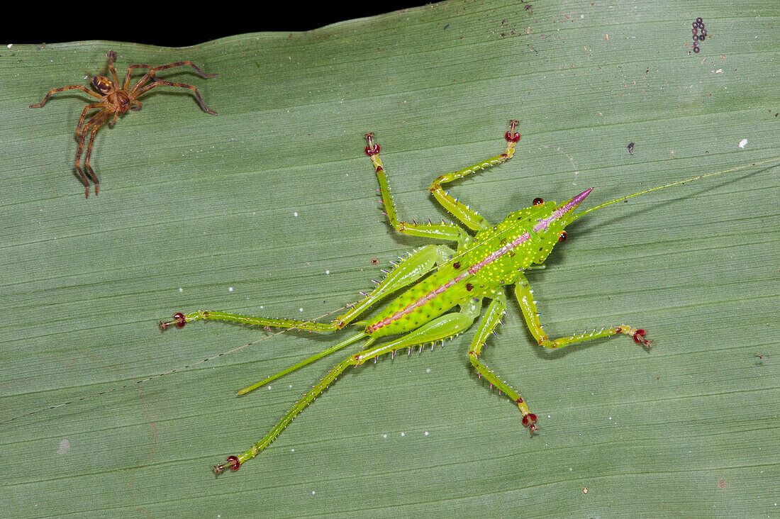 Katydid (Copiphora gracilis) nymph and spider, Yasuni National Park, Amazon, Ecuador