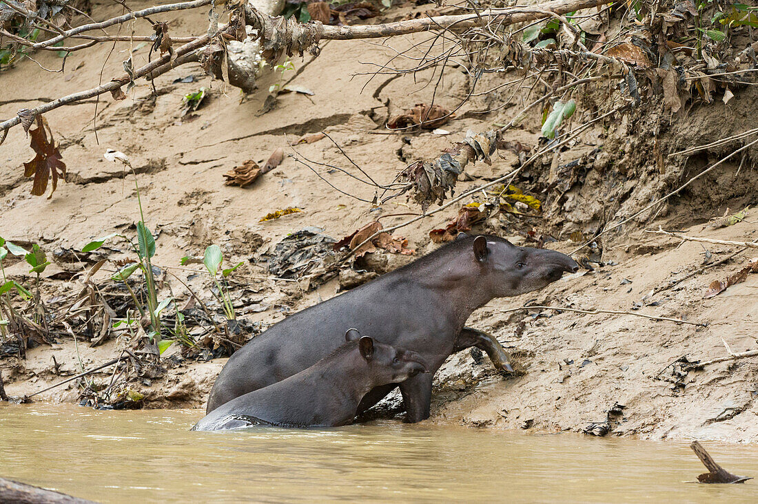 Brazilian Tapir (Tapirus terrestris) mother and baby on bank of Tiputini River, Yasuni National Park, Amazon, Ecuador