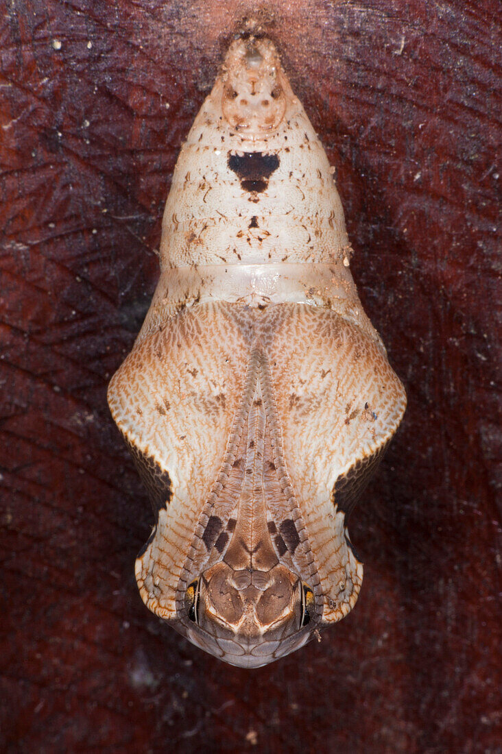 Darius Butterfly (Dynastor darius) chrysalis mimics snake head, Tiputini Biodiversity Station, adjacent to Yasuni National Park, Amazon, Ecuador