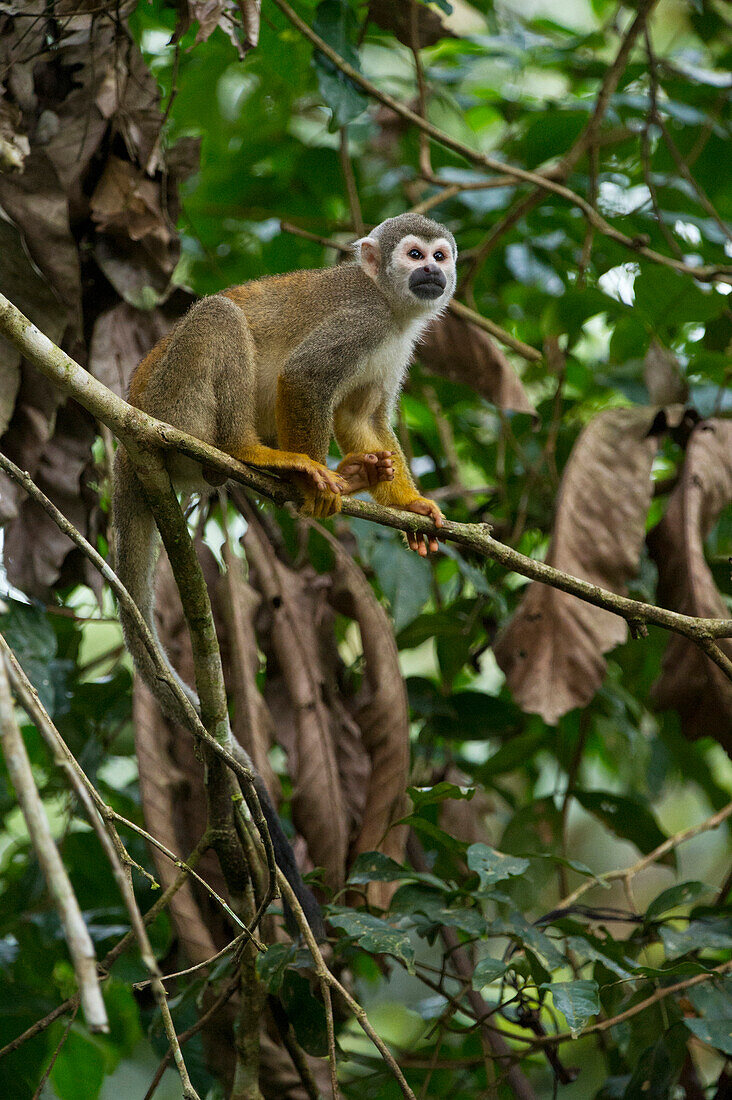 South American Squirrel Monkey (Saimiri sciureus), Yasuni National Park, Amazon, Ecuador