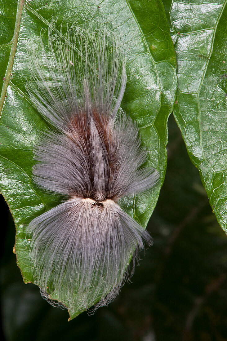 Flannel Moth (Megalopygidae) caterpillar, Yasuni National Park, Amazon, Ecuador
