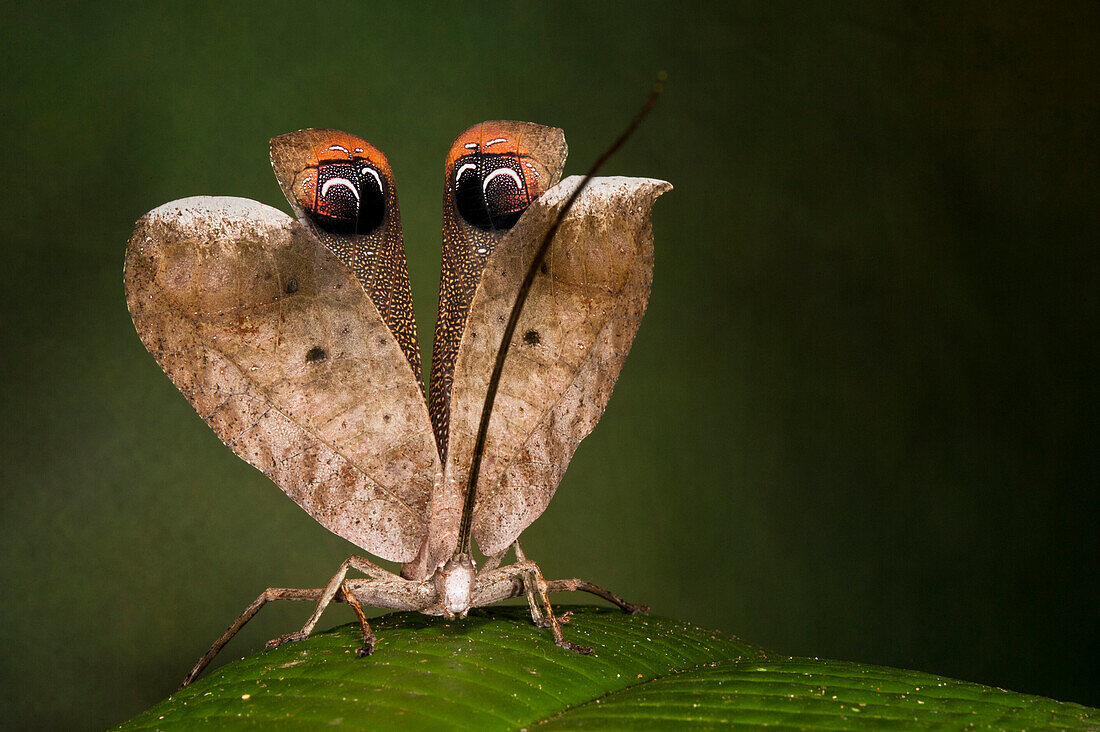 Katydid (Pterochroza sp) in defensive posture, Yasuni National Park, Amazon, Ecuador